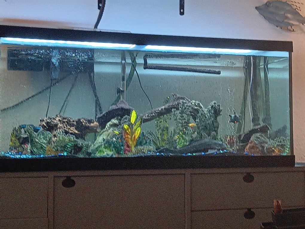 75 GALLON Fish Tank With Allot Of Extras