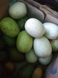 Chilacayotes grandes $ 10 y $15