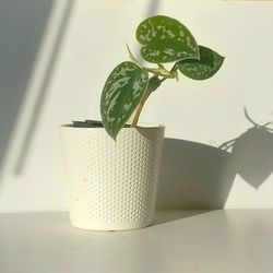 Lush Trailing Silver Satin Pothos Money Plant/ House Plant/ Indoor Plant/ Flower Patio Garden