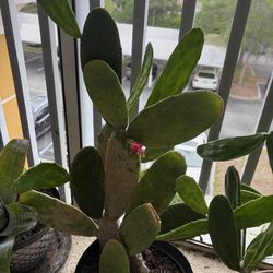 Cactus with flower