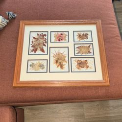 Dried Flowers Framed