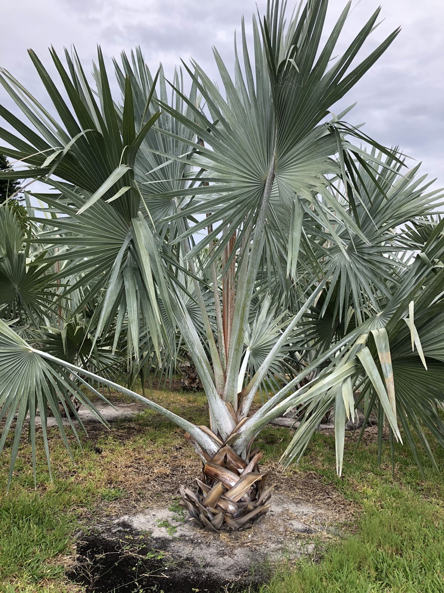 Bismarck Palms 