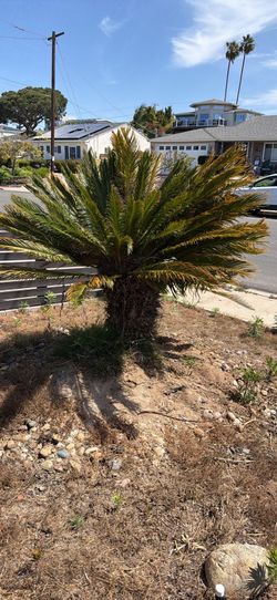 Sago Palm - two mature trees $50