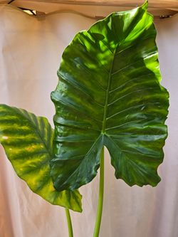 Elephant ear plant (Xanthosoma Robustum)