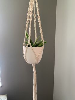 Plant
