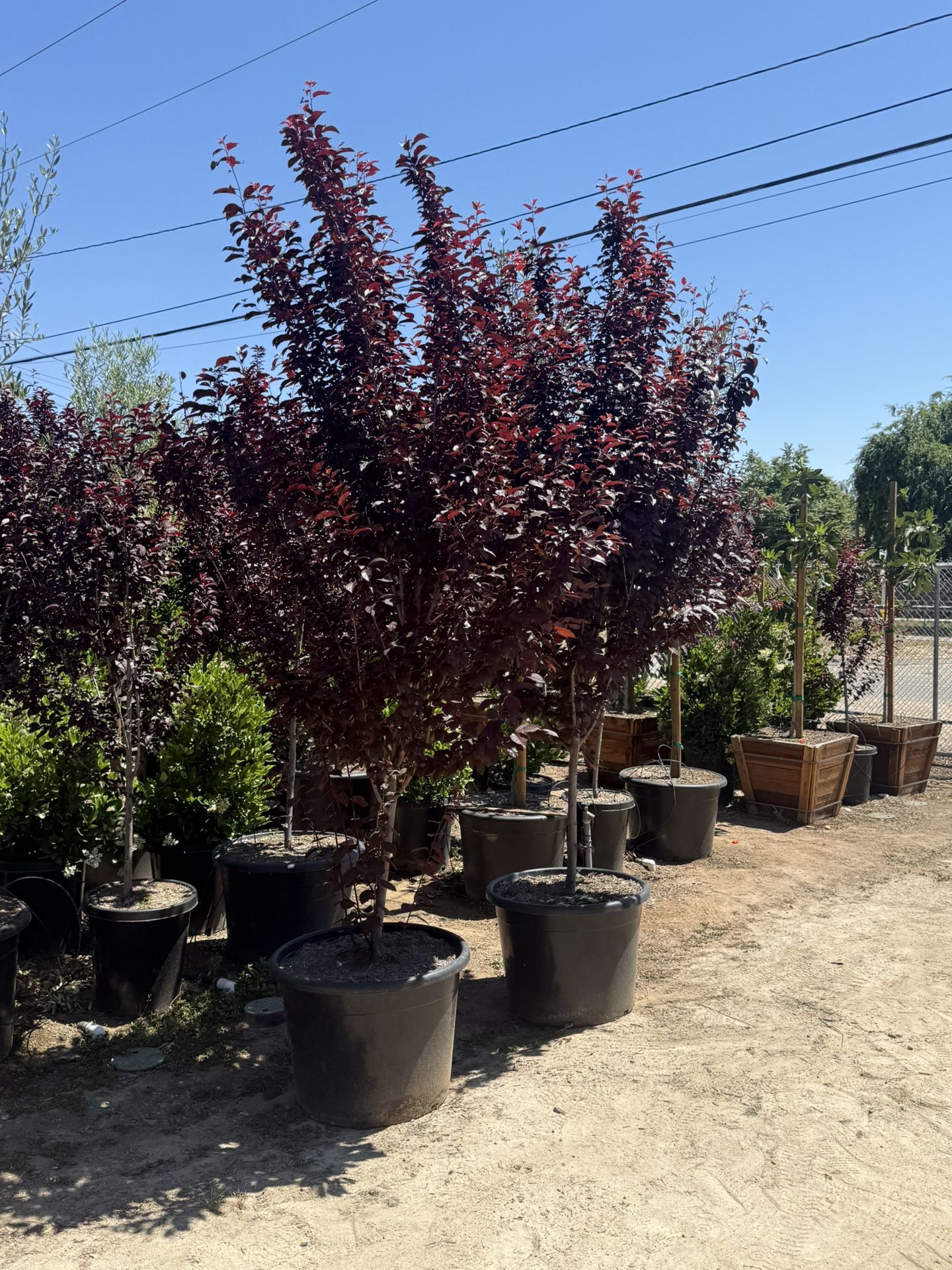 Purple Leaf Plums 25 Gal