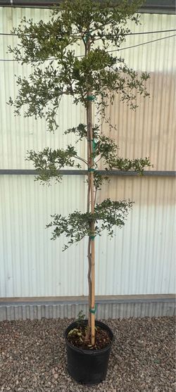 Shady lady black olive tree