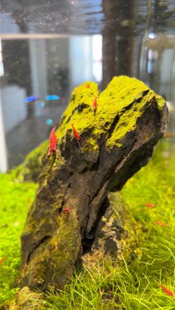 Cardinals shrimp (red)