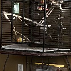 Bird Cage 
