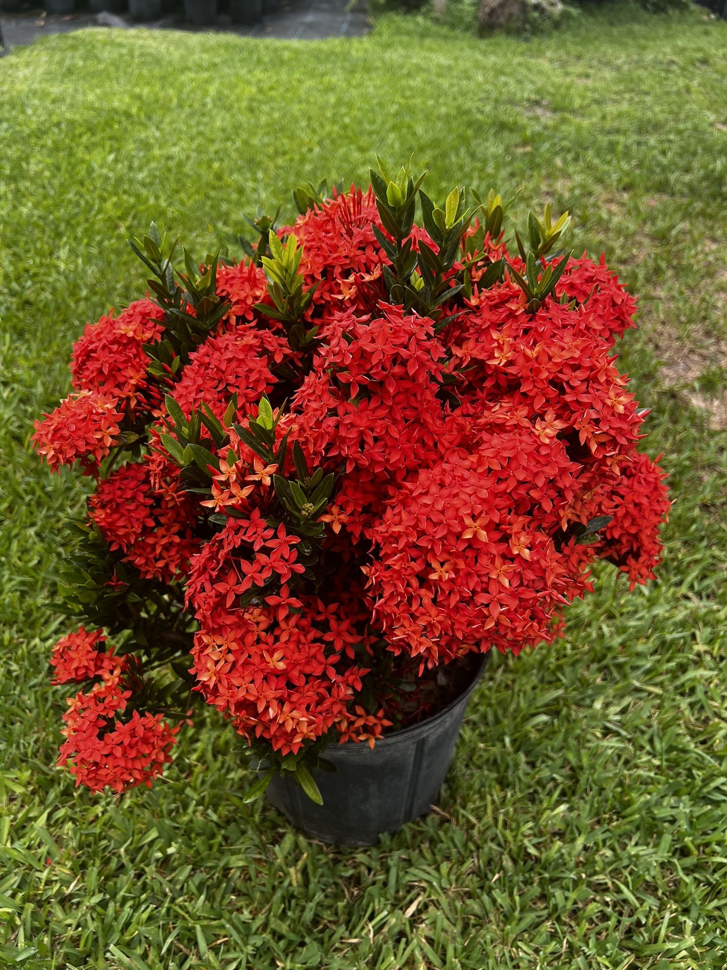 IXORA DWARF RED (3 Gallon Pot)