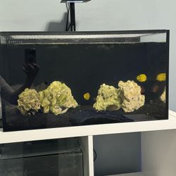 Fish Tank 20 Gallon