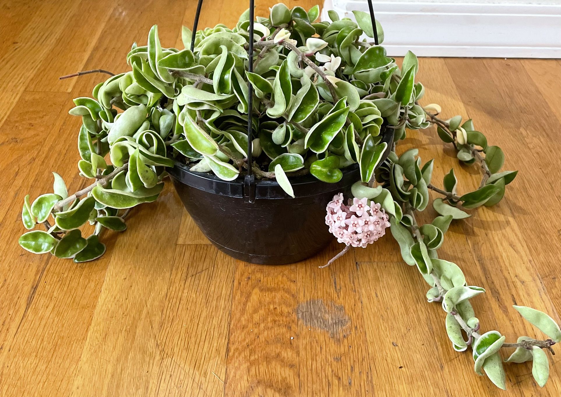 Rare Variegated, Blooming Hindu Rope Hoya Plant in 8in. Pot / NonToxic / Free Delivery