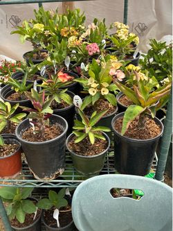 Plantas coronas de Cristo