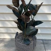 New, Price Firm, 35-in Artificial Rubber Tree nested in  a wovem Seagrass Braided Home Storage Basket Bin