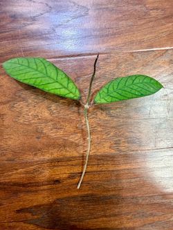 Hoya Sabah