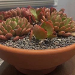 Succulent Bowl 9”  