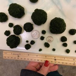10 Marimo Balls 5 Small And 5 Medium Size 