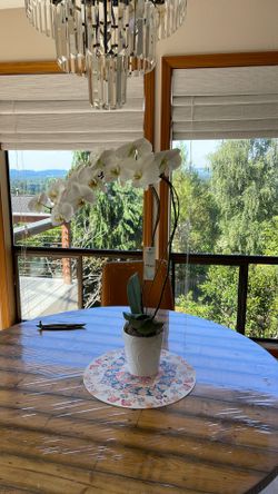 Large size of orchid