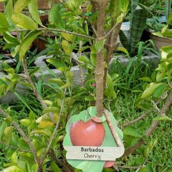 20 Barbados Cherry  Plants   2. 1/2 to 3 5" Feet   H  BLOOMING