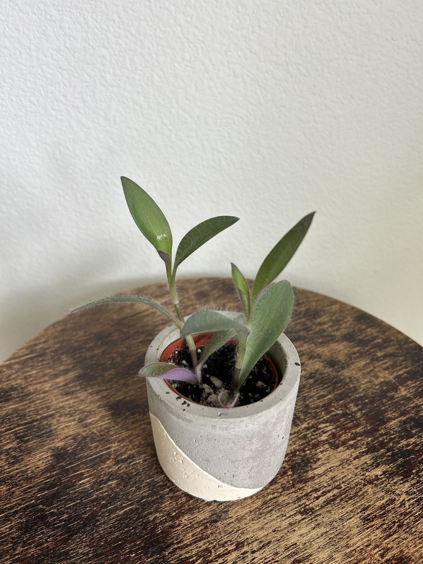 Purple Heart Wandering Dude Tradescantia Plant