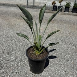 Dwarf Bird Of Paradise