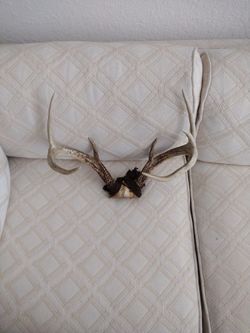6 Point Buck Rack