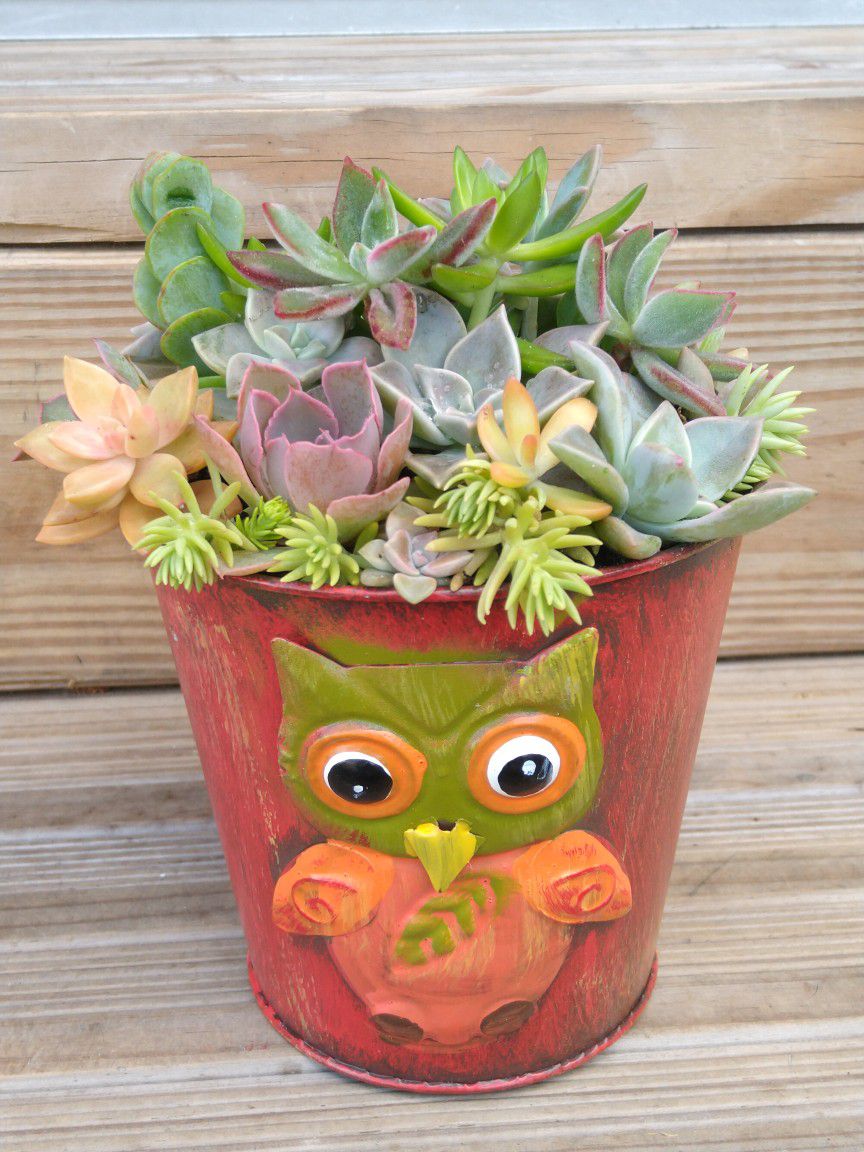 Succulents In Cute Owl Container