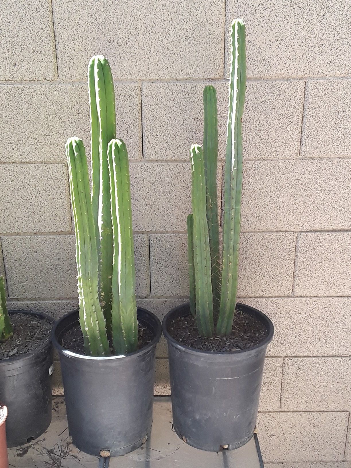 Peruvian torch and san pedro cactus