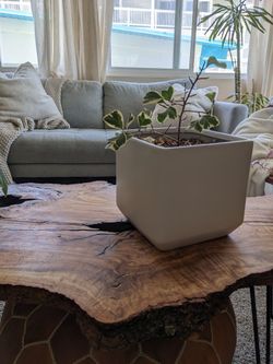 Large White Square Pot With Ficus Plant