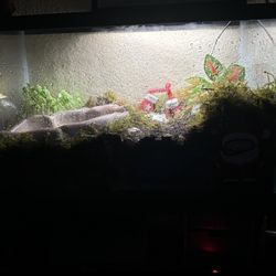 Pac-Man Frog Enclosure 