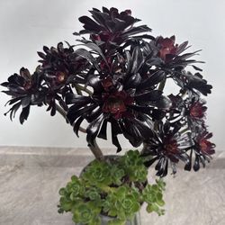 Beautiful Aeonium Black Rose 🪴 Plant 