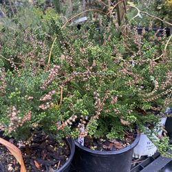 ‘Spring Torch’ Heather Plants
