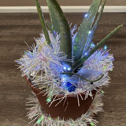 Aloe Vera Plant - Christmas Lights Battery 
