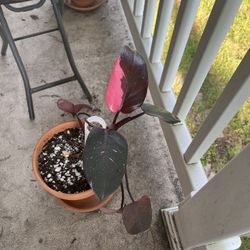 Pink Princess Philodendron 