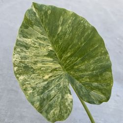 Alocasia Gageana Aurea Cutting Variegated Elephant Ear Plant 