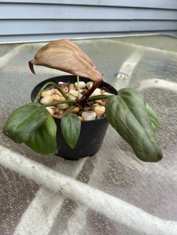 Healthy BLUSHING PHILODENDRON- Imperial Red Rare Variety