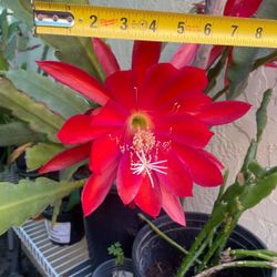 Orchid Cactus- Epiphyllum - Red Color Flower Potted
