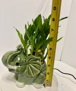 Lucky bamboo in ceramic elephant pot