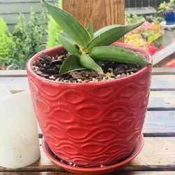 Live indoor Sansevieria Samurai Dwarf Snake 🐍 plant in a textured ceramic pot with base attached—firm price