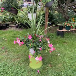 Outdoor Plant 