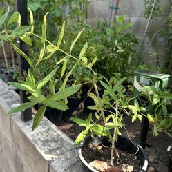 Moringa Orégano Orejón Baporub