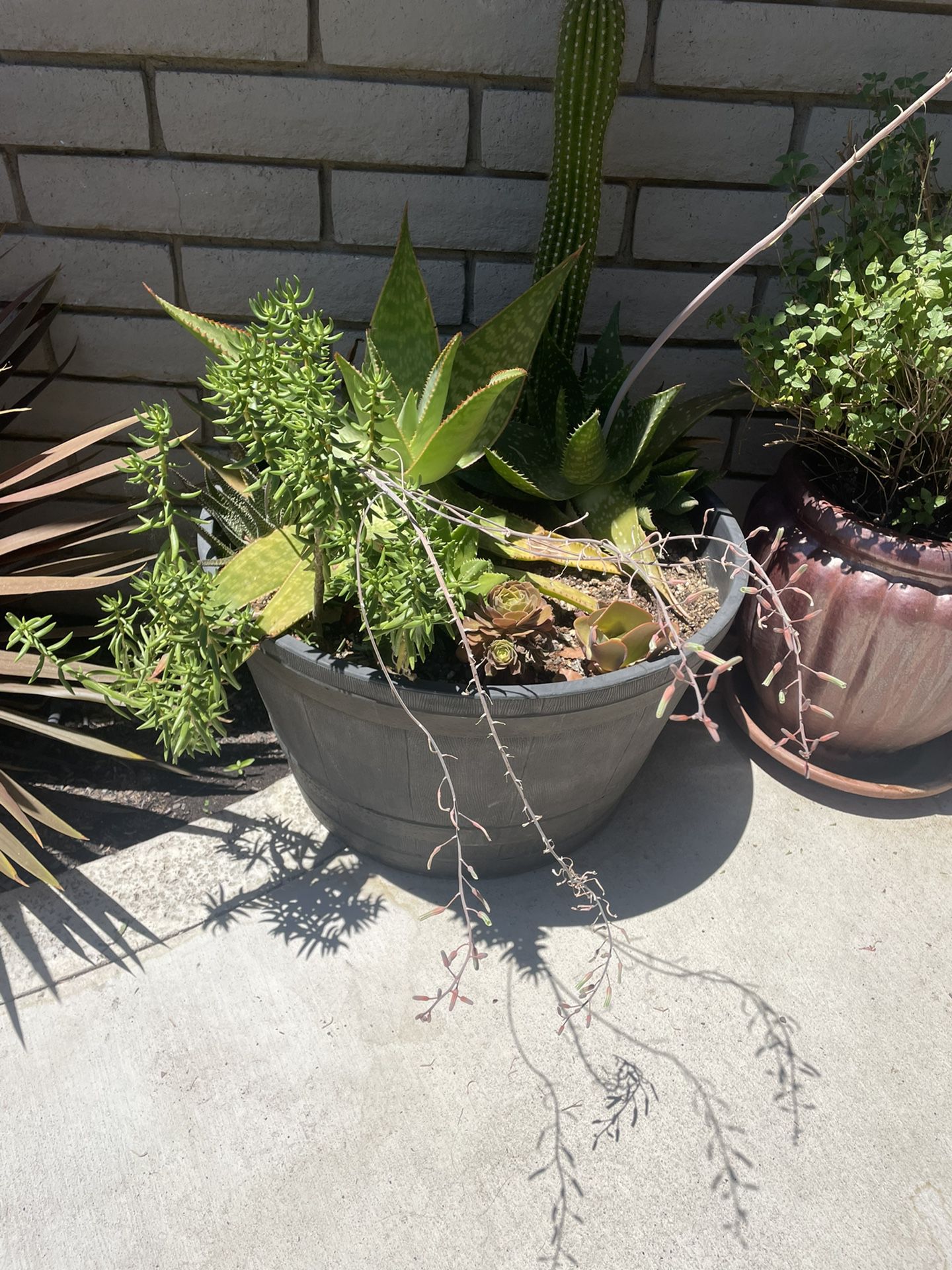 Succulents, Flower Pots, Half Barrels