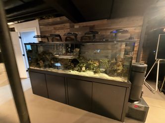 300 gallon fish/shark/coral Tank