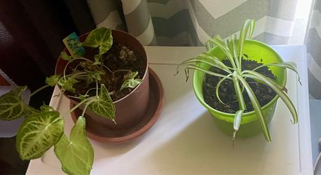 House plants. Off Boxelder dr 92563