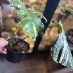 Variegated Monstera Plus Monstera Deliciosa 