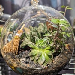 Succulent Terrarium 