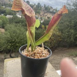 Carnivorous Sarracenia Hybrid 1 Gallon Pot 