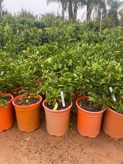 5 Gallon Size- Orange Trees- Mandarin Trees- Lemon Trees- Lime Trees
