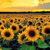 Sunflower Boutique 