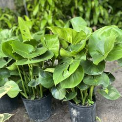 HOME PLANTS- SPECIAL PRICE MONSTERA (3 GL)
